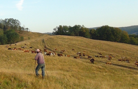 A cow herder in Transylvania